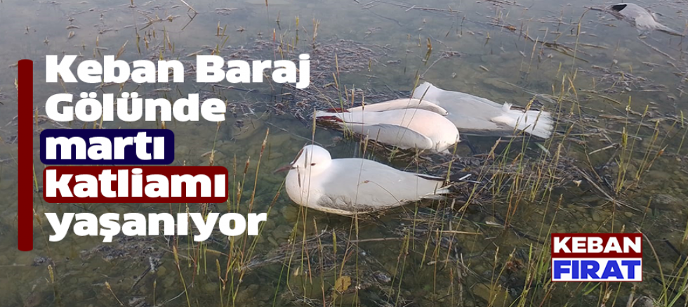 Keban Baraj Gölünde martı katliamı yaşanıyor